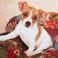 Patchwork Pup