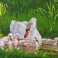 Mother Swan & Signets