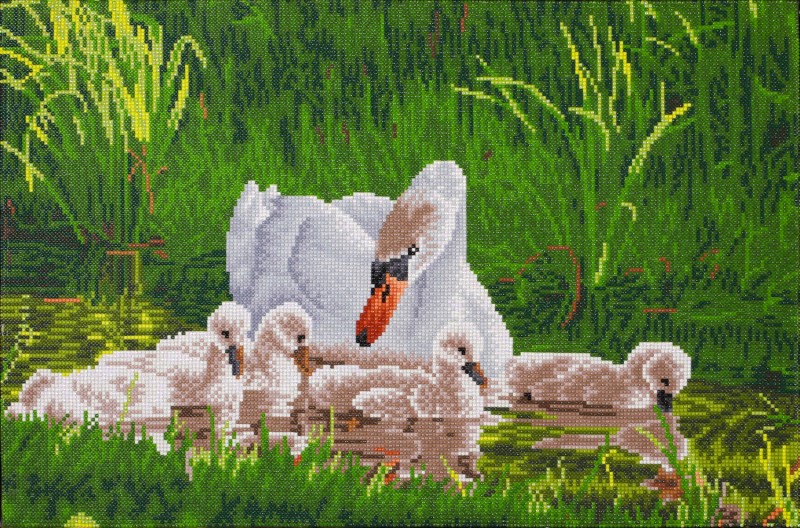 Mother Swan & Signets Mother Swan & Signets