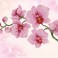 Orchid Spray