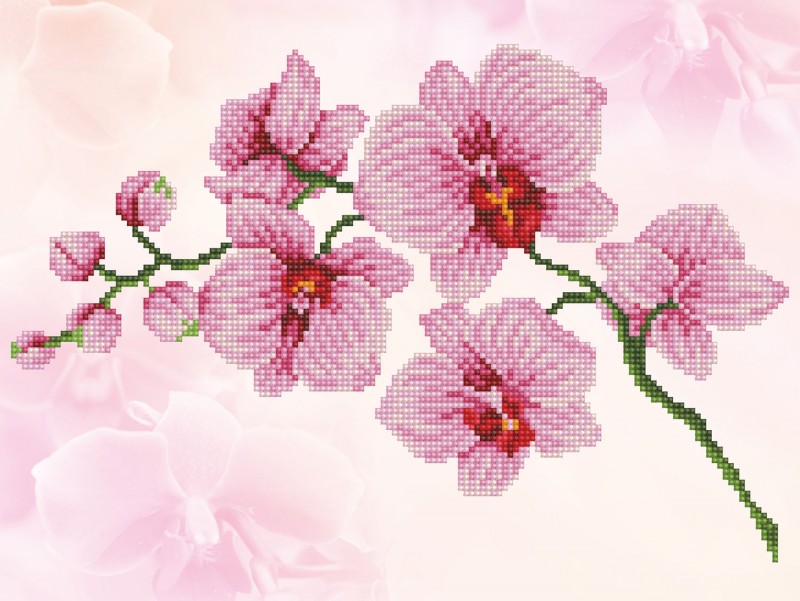 Orchid Spray Orchid Spray