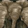Trunk Call