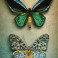 Antique Butterflies