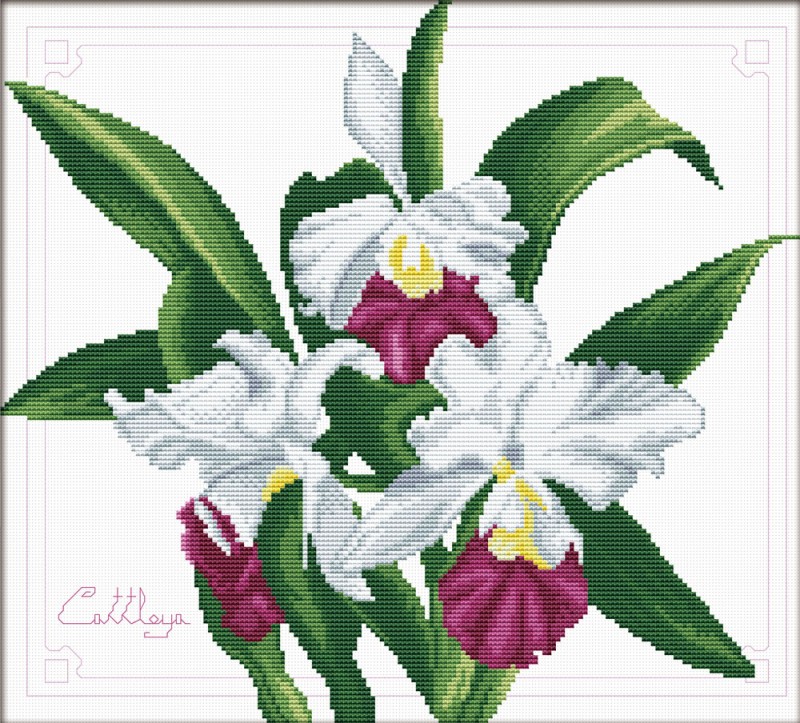 Bouquet of Orchids Bouquet of Orchids
