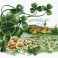 Scenery Clover