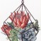 Succulent Garden 1