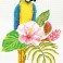 Hibiscus Macaw