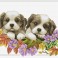 Peeking  Pups