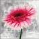 Pink Dahlia