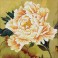 Blooming Peony2