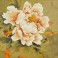 Blooming Peony1