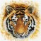 Tiger charge