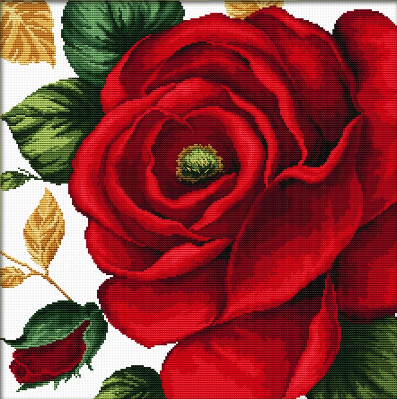 Rose Rose