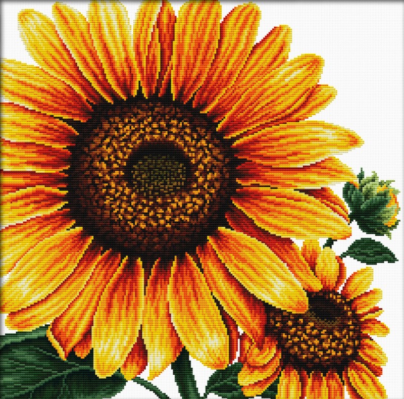 Sunflower Sunflower