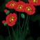 Red Poppies on black