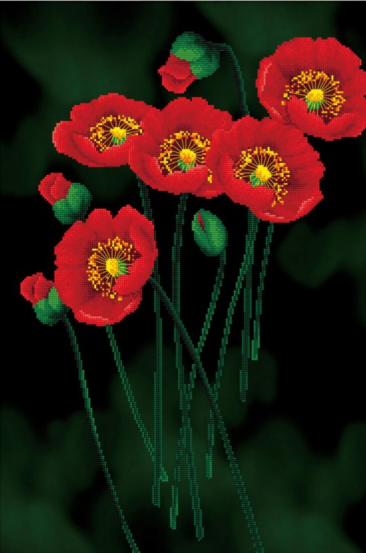 Red Poppies on black