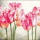 Pink Tulips
