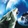 Howling Wolf