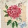 Rose Bloom