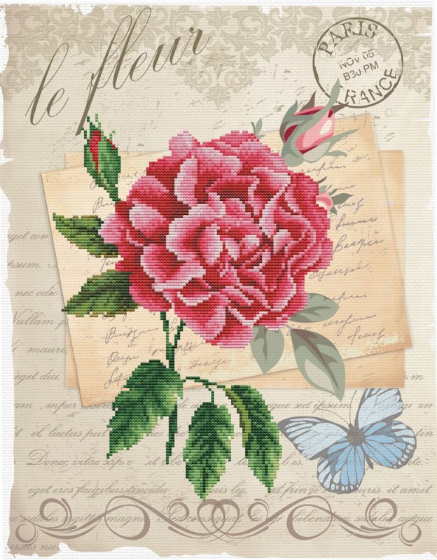 Rose Bloom Rose Bloom