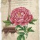 Romantic Rose