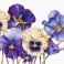 Purple Pansies