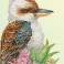 Kookaburra & Gum Blossom
