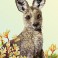 Kangaroo & Kangaroo Paw