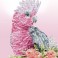 Pink Galah & Banksias