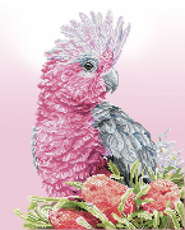 Pink Galah & Banksias Pink Galah & Banksias