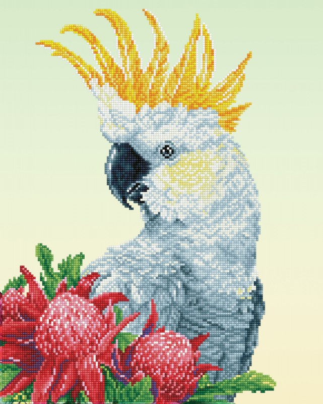 White Cockatoo & Warathas White Cockatoo & Warathas