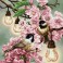 Cherry Blossoms   Chickadees
