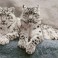 Snow Leopards Hemis National Park