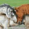 Courtship
