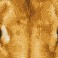 Lion Spy