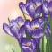 Spring Crocus