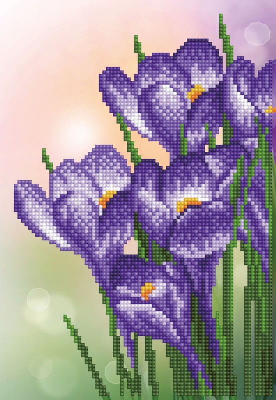 Spring Crocus Spring Crocus
