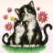 Kitty song