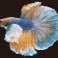 Luminous Fish