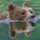 Grizzly swim