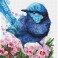 Splendid Fairy Wren