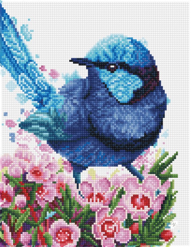 Splendid Fairy Wren Splendid Fairy Wren