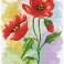 Poppy Poster
