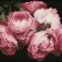 Vintage Roses