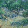 Olive Orchard