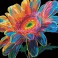 Neon Gerbera