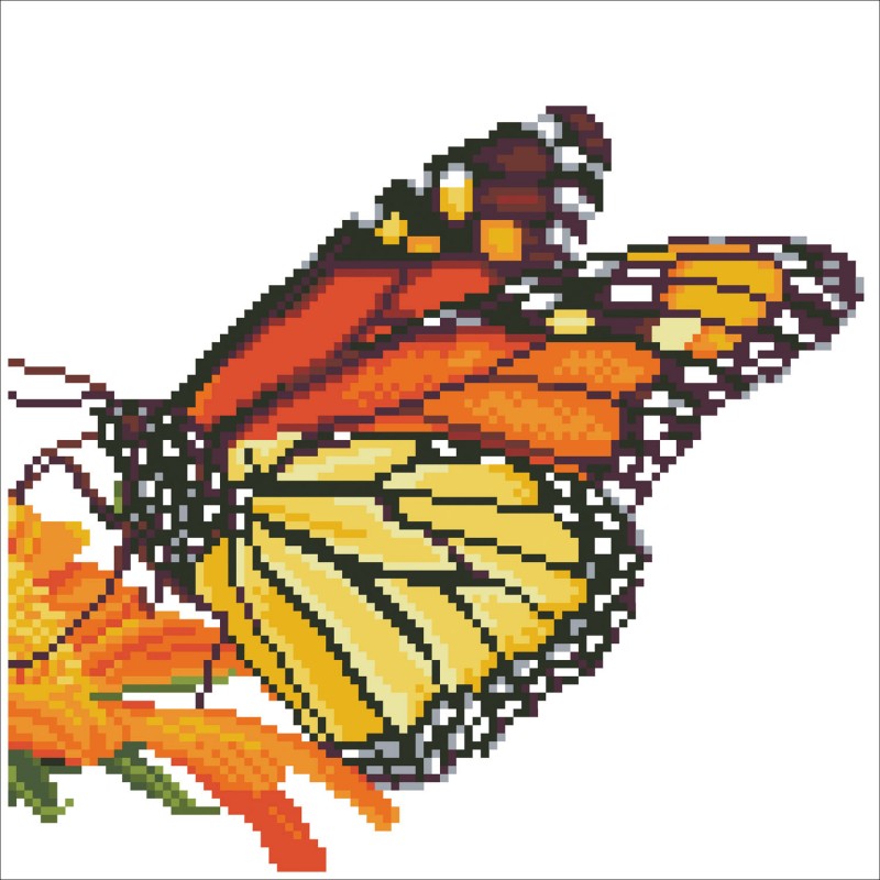Monarch Butterfly