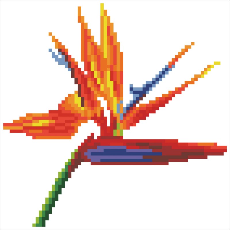 Bird of Paradise