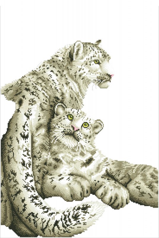 DD12.004 - Snow Leopards