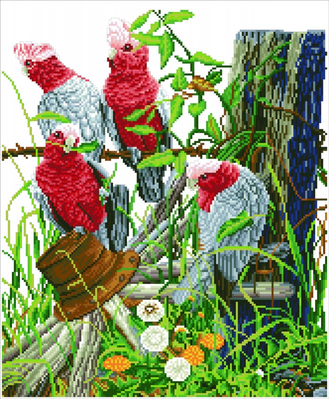 DD12.031 - Galah Quartet